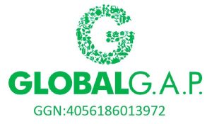 global gap montes 1