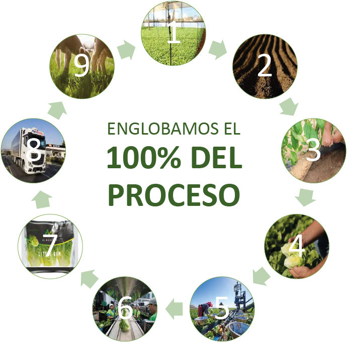 proceso