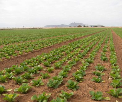 Visita-Agromontes_49-blog
